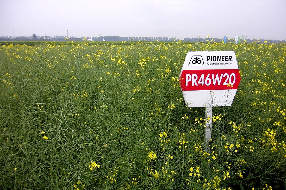 Winter rape (hybrid) (Brassica napus subsp. napus f. napus) of Pioneer Hi-Bred PR46W20.