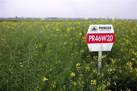 Winter rape (hybrid) (Brassica napus subsp. napus f. napus) of Pioneer Hi-Bred PR46W20. photo