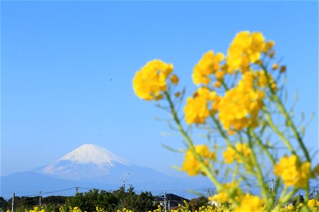 ソレイユの丘から撮影した富士山. photo