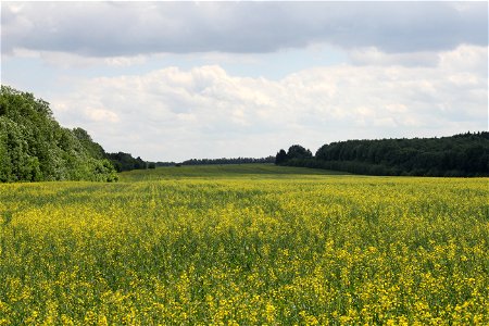 Rapeseed field (Brassica napus). Ukraine. photo