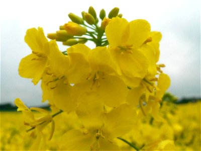Image title: Rapeseed in field Image from Public domain images website, http://www.public-domain-image.com/full-image/flora-plants-public-domain-images-pictures/flowers-public-domain-images-pictures/r photo