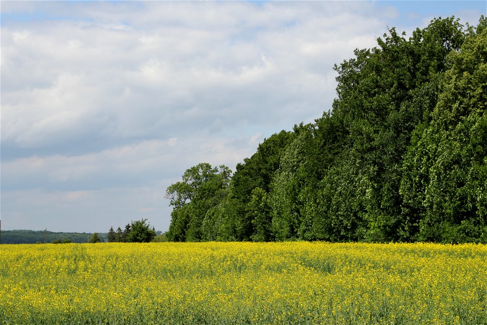 Rapeseed field (Brassica napus). Ukraine.