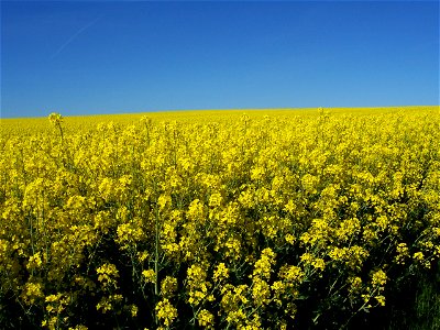 rapeseed field at Wilsdruff-Grumbach (Brassica napus)([1])