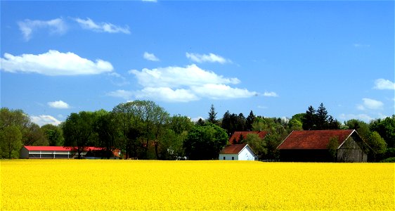 Nordwestansicht von Unterirsingen (Zollhaus), ein Ortsteil von Türkheim. Rapsfeld im Vordergrund photo