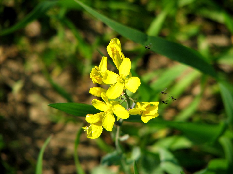 Rapeseed and insects