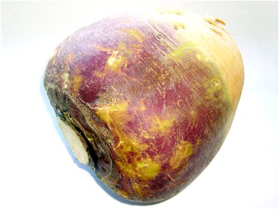 A root of rutabaga (Brassica napus subsp. rapifera) photo