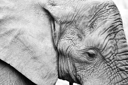 Portrait black and white eye