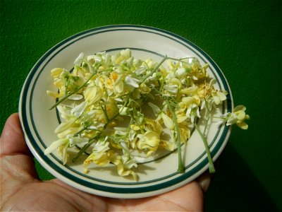Moringa oleifera flowers