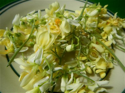 Moringa oleifera flowers