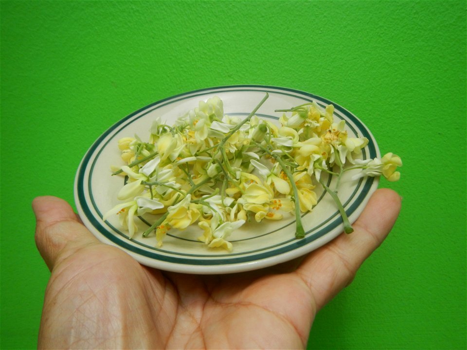 Moringa oleifera flowers