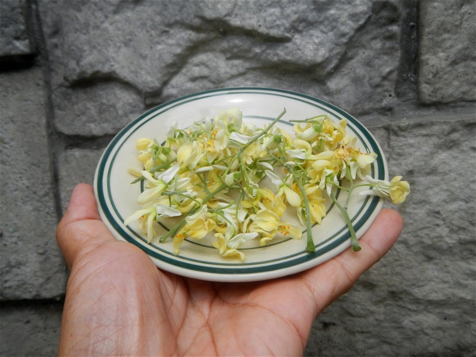 Moringa oleifera flowers