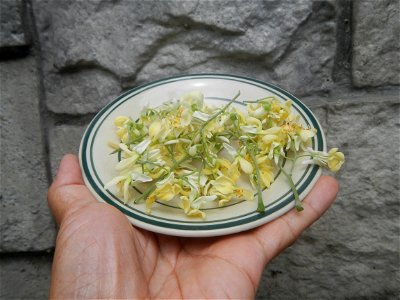 Moringa oleifera flowers