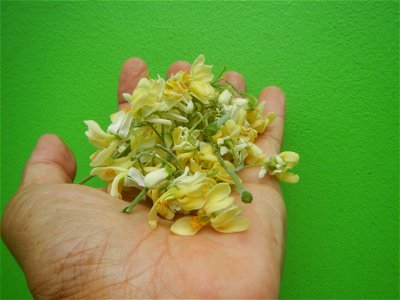 Moringa oleifera flowers