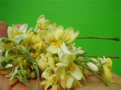 Moringa oleifera flowers
