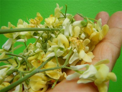 Moringa oleifera flowers