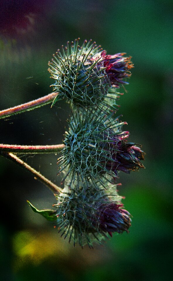 Close up nature plant