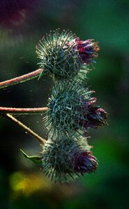 Close up nature plant