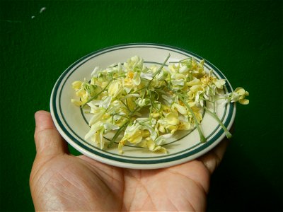 Moringa oleifera flowers