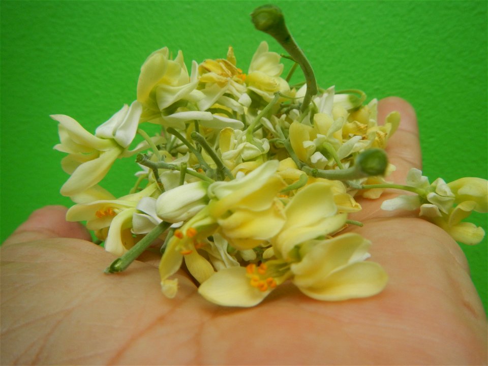 Moringa oleifera flowers