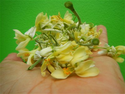 Moringa oleifera flowers