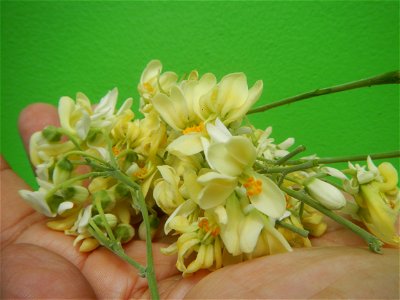 Moringa oleifera flowers