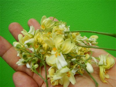 Moringa oleifera flowers