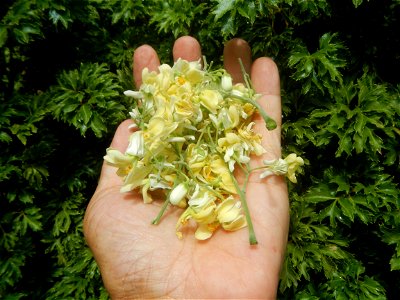 Moringa oleifera flowers