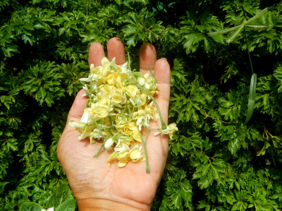 Moringa oleifera flowers