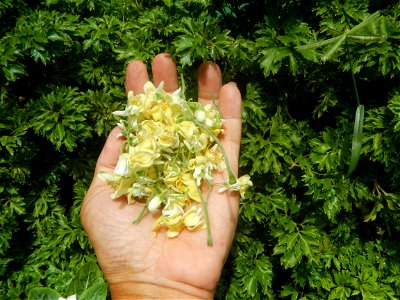 Moringa oleifera flowers