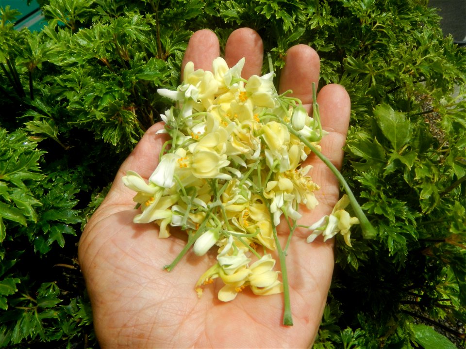 Moringa oleifera flowers