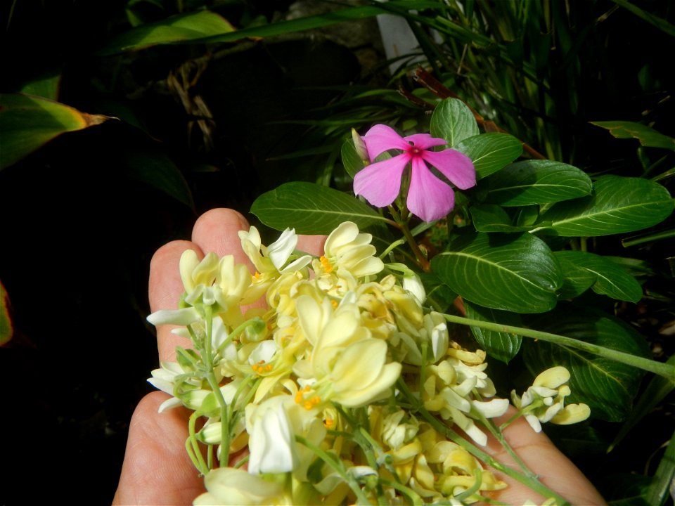 Moringa oleifera flowers