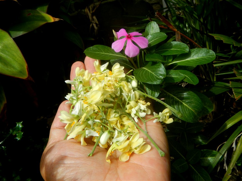 Moringa oleifera flowers