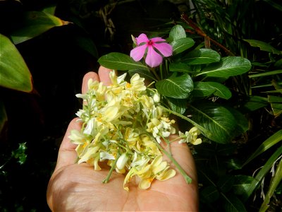 Moringa oleifera flowers