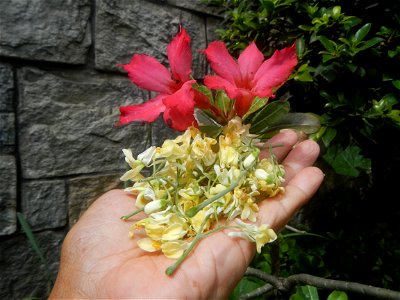 Moringa oleifera flowers
