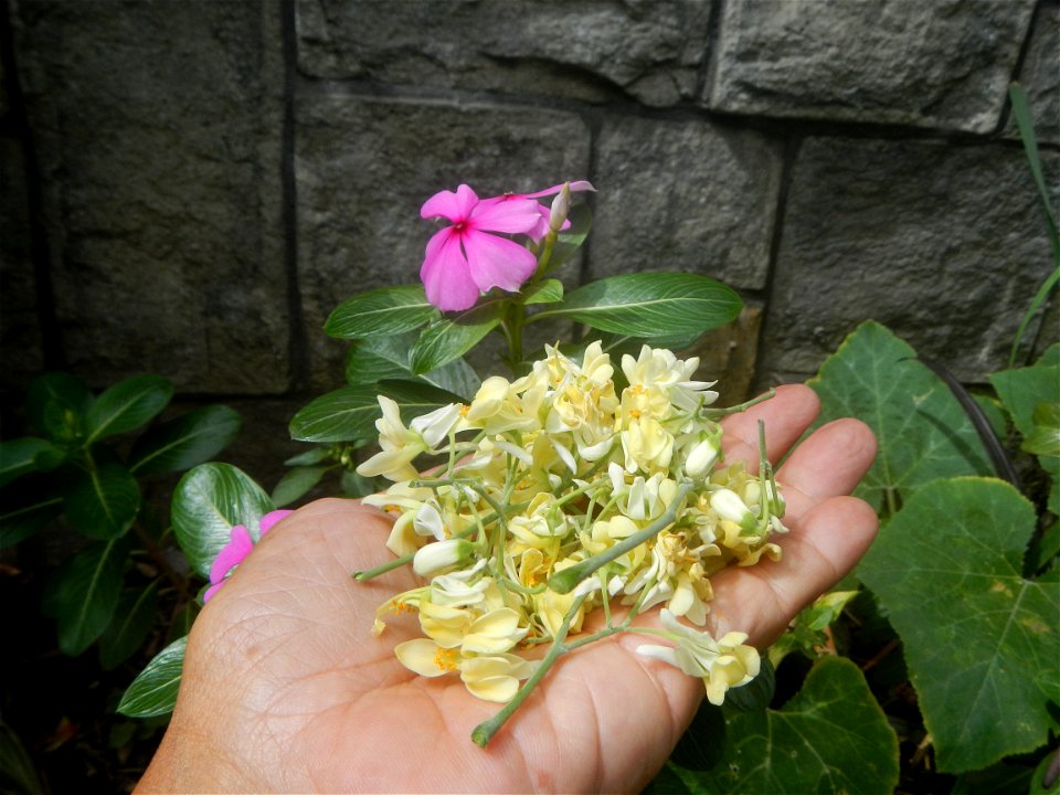 Moringa oleifera flowers