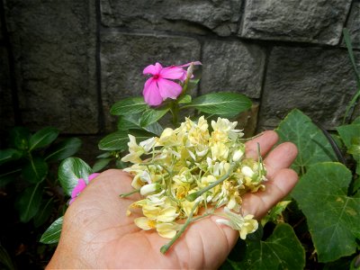 Moringa oleifera flowers