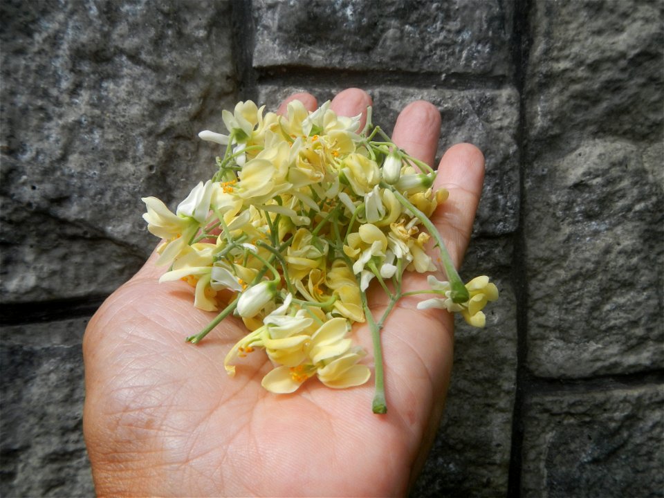Moringa oleifera flowers