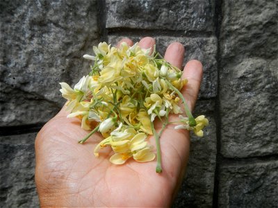Moringa oleifera flowers
