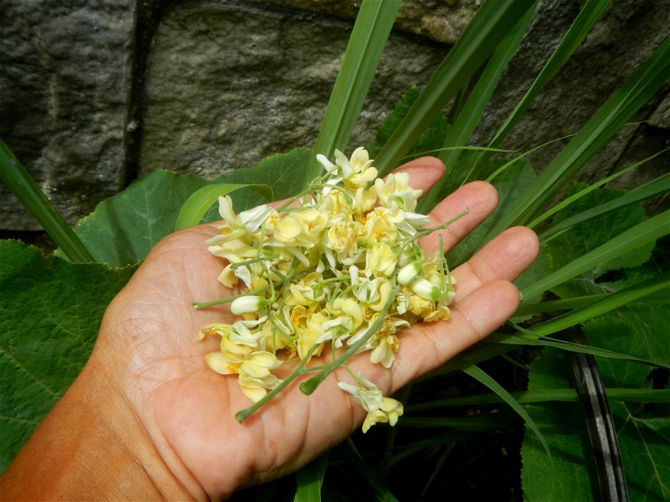 Moringa oleifera flowers