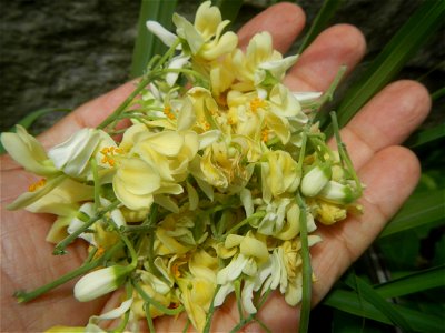 Moringa oleifera flowers