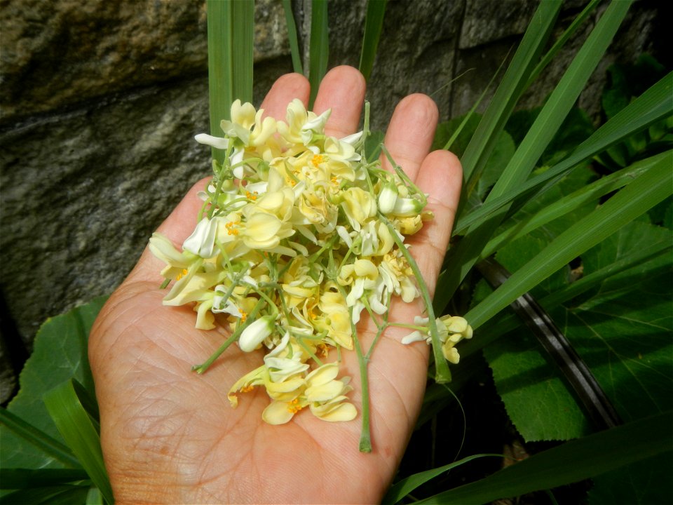 Moringa oleifera flowers