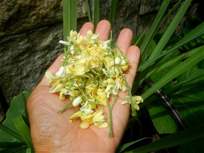 Moringa oleifera flowers