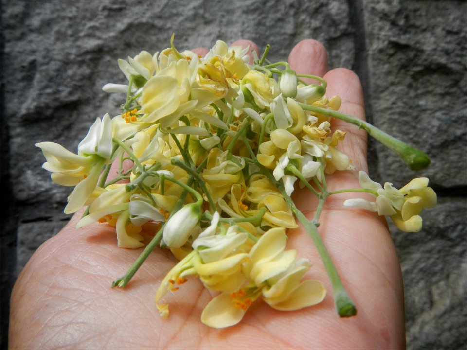 Moringa oleifera flowers