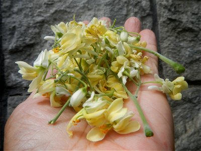 Moringa oleifera flowers