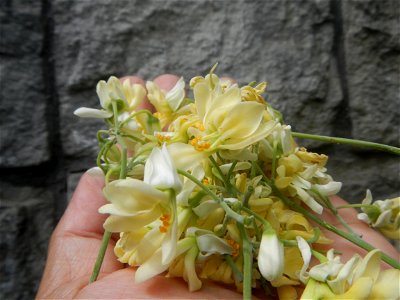 Moringa oleifera flowers