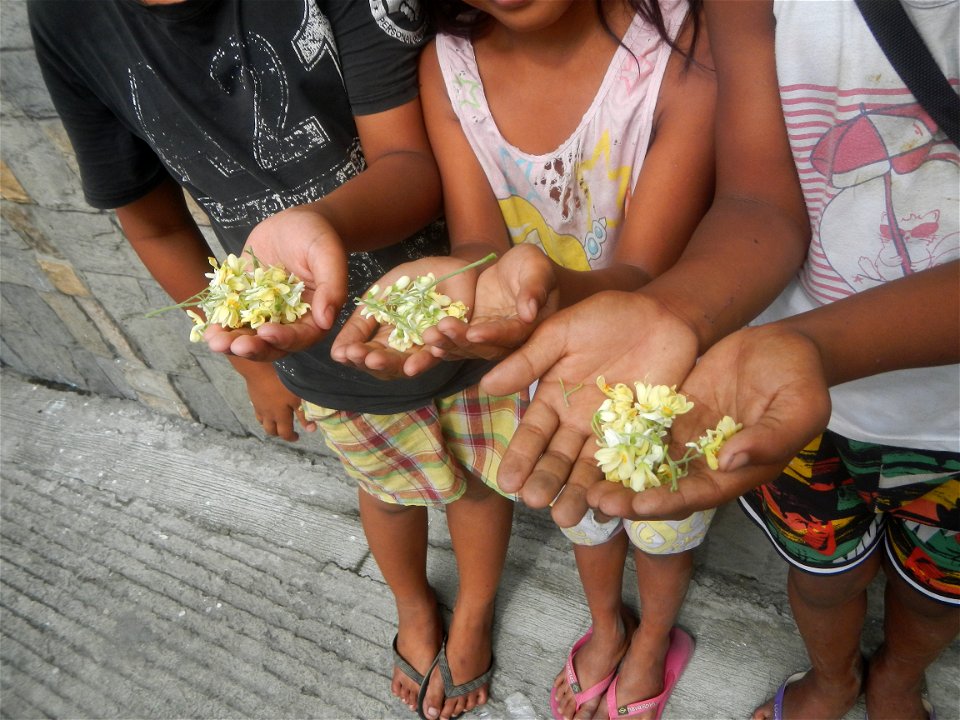 Moringa oleifera flowers