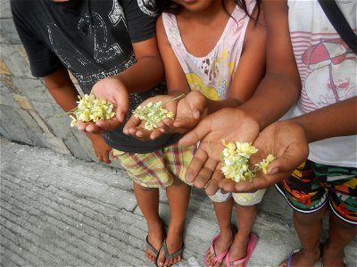 Moringa oleifera flowers
