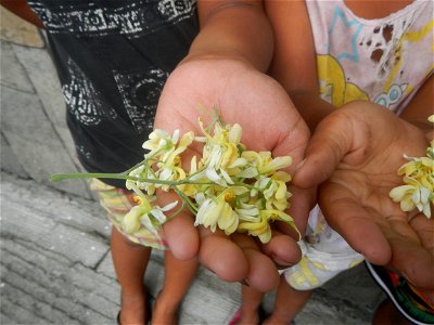 Moringa oleifera flowers