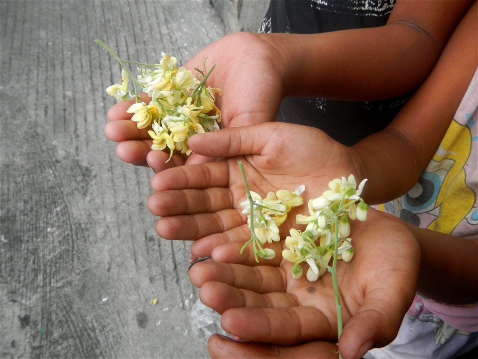 Moringa oleifera flowers