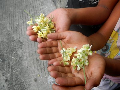 Moringa oleifera flowers